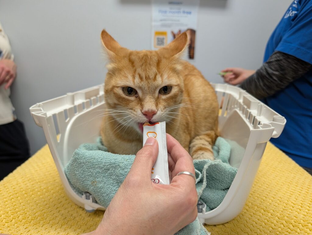 cat in crate having a snack BC SPCA Penticton microchip clinic in 2026