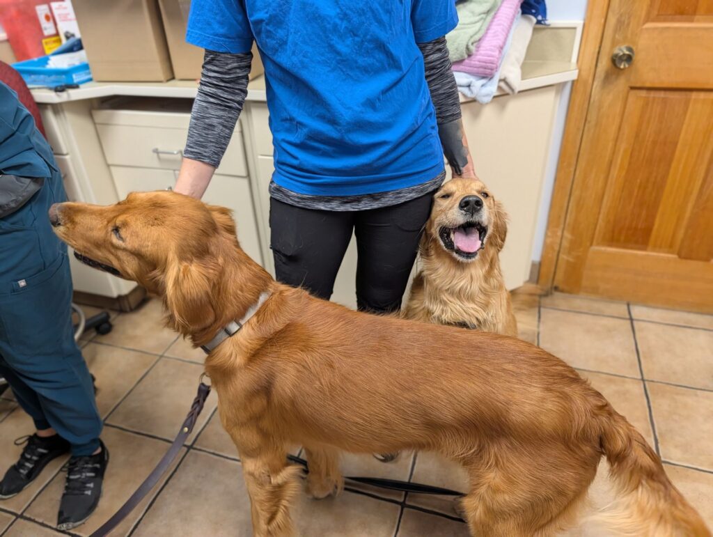 two dogs enjoy being petted at the 2026 BC SPCA Penticton microchip clinic