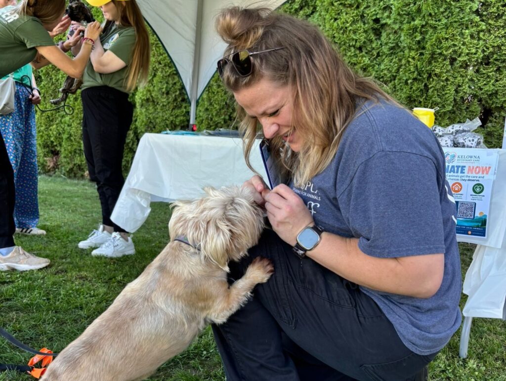 BC SPCA staff giving treats to a small dog at the 2026 BC SPCA Kelowna x Kelowna Veterinary Hospital microchip clinic