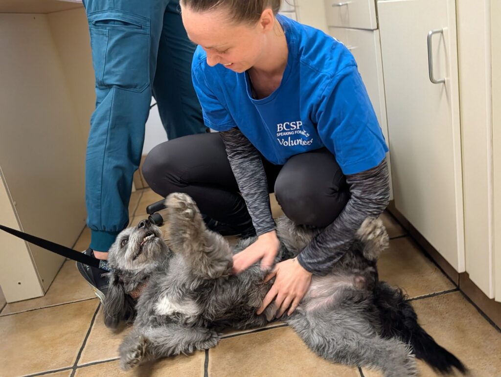 BC SPCA Penticton volunteer petting a dog at the 2026 BC SPCA Penticton microchip clinic
