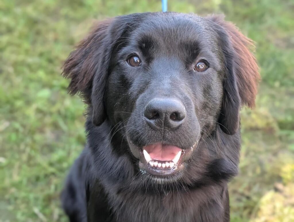 happy dog at the 2026 BC SPCA Kelowna x Kelowna Veterinary Hospital microchip clinic