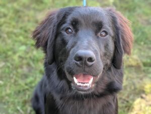 happy dog at the 2026 BC SPCA Kelowna x Kelowna Veterinary Hospital microchip clinic