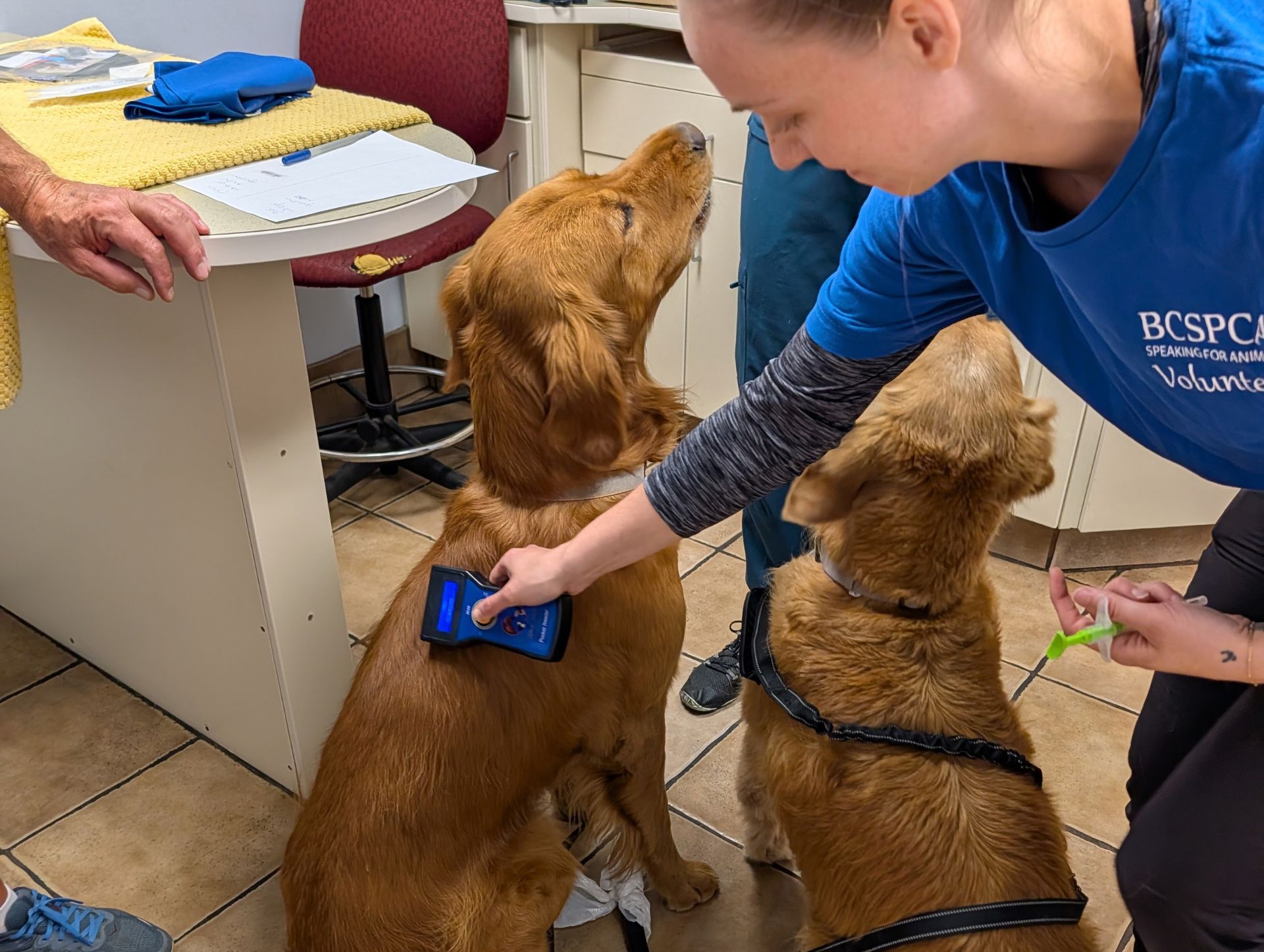 two golden retrievers getting scanned for a microchip