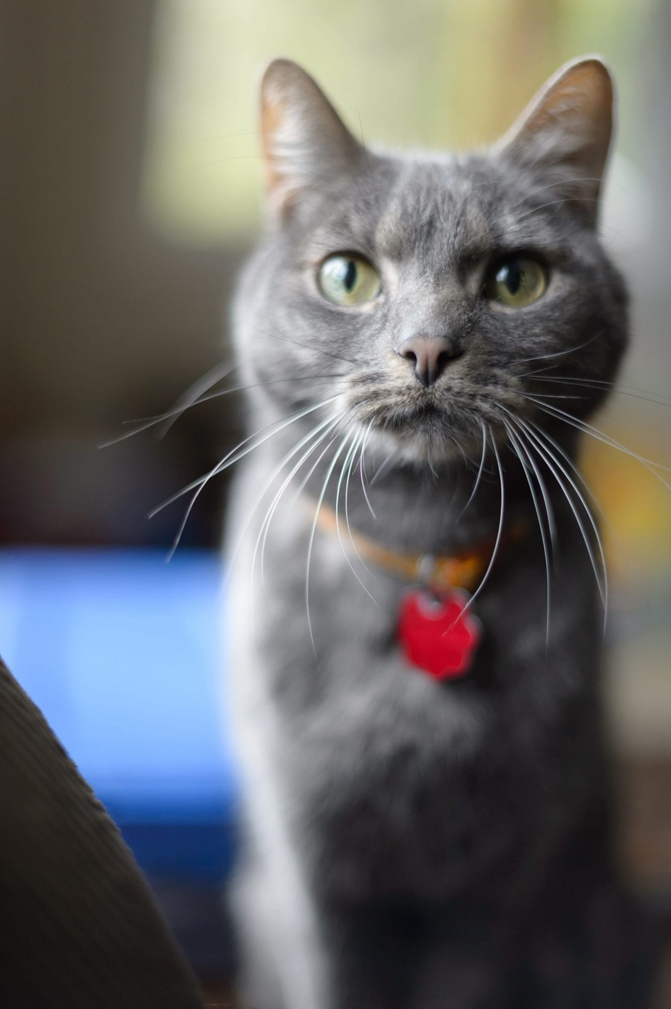 Curious wide eyed grey cat wearing collar with id looking into camera